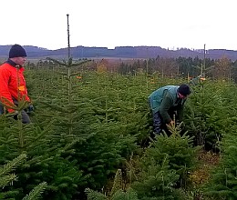 Frisch geschlagene Weihnachtsbäme bei Seppelfricke