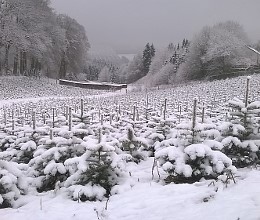 Frisch geschlagene Weihnachtsbäme bei Seppelfricke