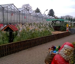 Frisch geschlagene Weihnachtsbäme bei Seppelfricke
