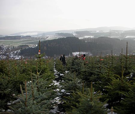 Weihnachtsbäume